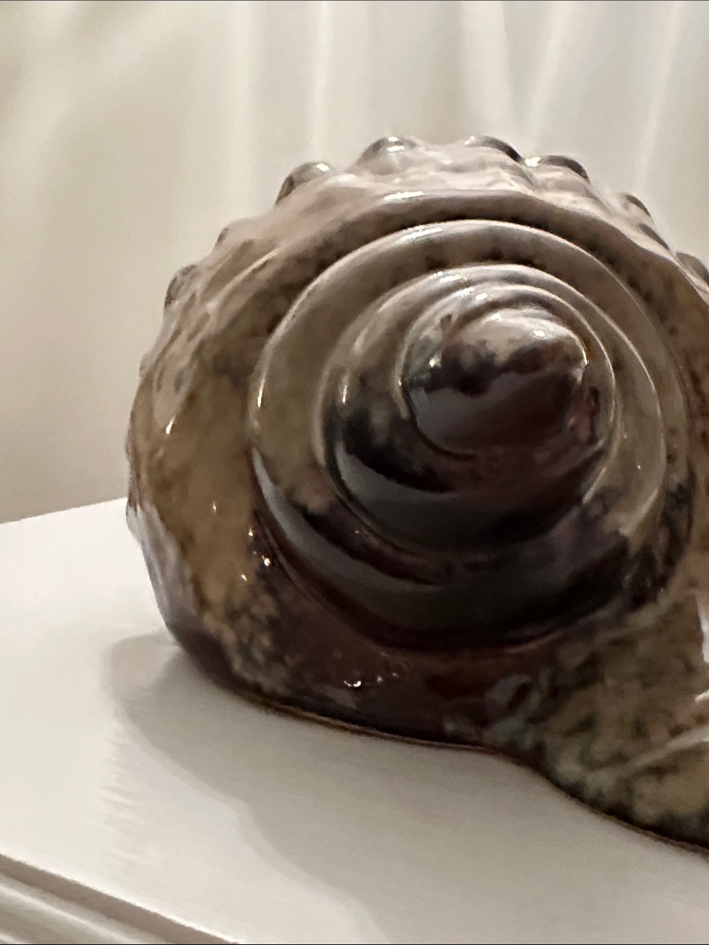 Vintage Ceramic Shell - Picture 13 of 14